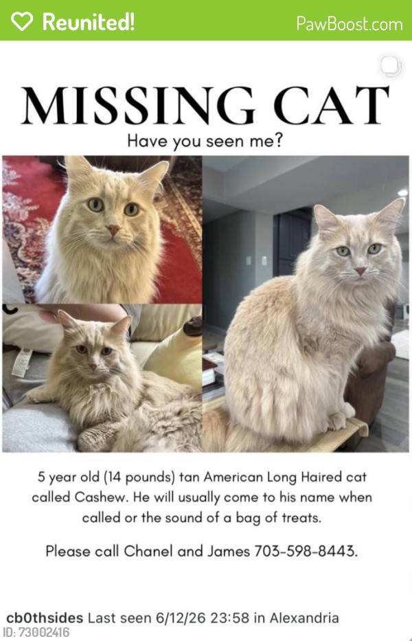 Reunited Male Cat last seen Alexandria, VA, Alexandria, VA 22314