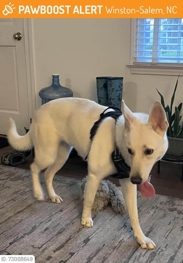 Found/Stray Female Dog last seen Knollwood Baptist Church, Winston-Salem, NC 27104