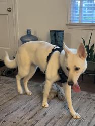 Found/Stray Female Dog last seen Knollwood Baptist Church, Winston-Salem, NC 27104