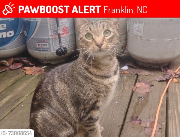 Lost Female Cat last seen sanders rd, Franklin, NC 28734