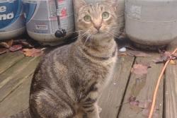 Lost Female Cat last seen sanders rd, Franklin, NC 28734