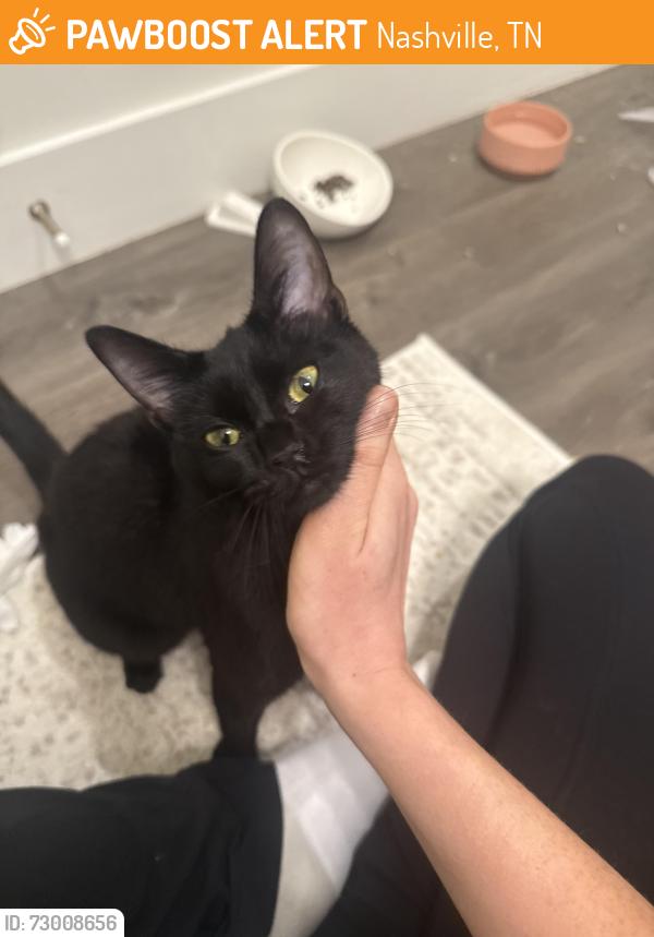 Found/Stray Unknown Cat last seen Near villa, Nashville, TN 37203
