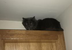 Reunited Male Cat last seen Treat Rd / Harvest Ln and Hebron Ave, Glastonbury, CT 06033