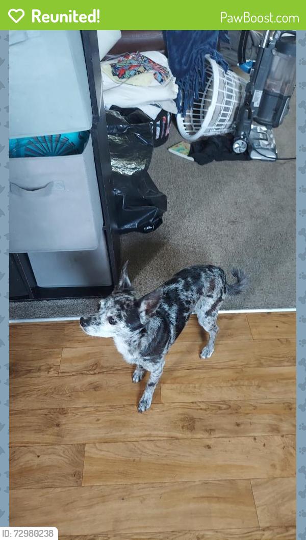 Reunited Male Dog last seen Fourth plain and 105th ave, Vancouver, WA 98662