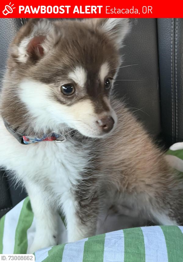 Lost Male Dog last seen Gardiner and heaven , Estacada, OR 97023