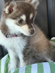 Lost Male Dog last seen Gardiner and heaven , Estacada, OR 97023