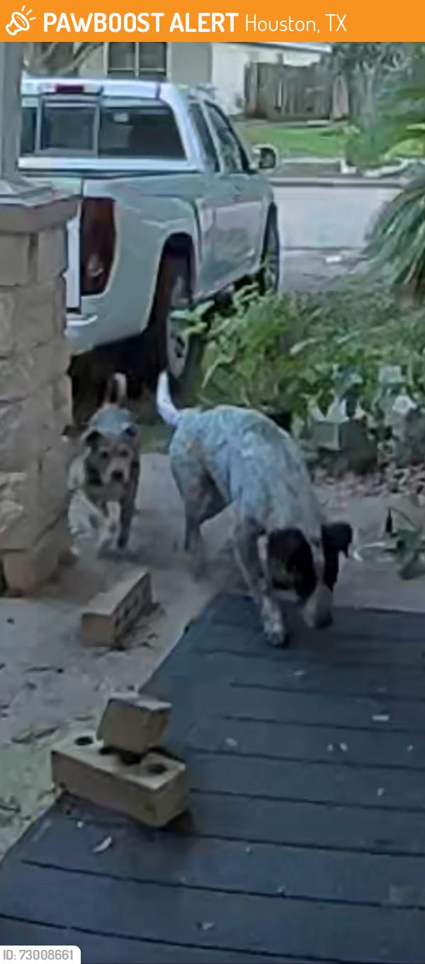 Found/Stray Unknown Dog last seen Kulkarni and del santo, Houston, TX 77045
