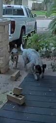 Found/Stray Unknown Dog last seen Kulkarni and del santo, Houston, TX 77045