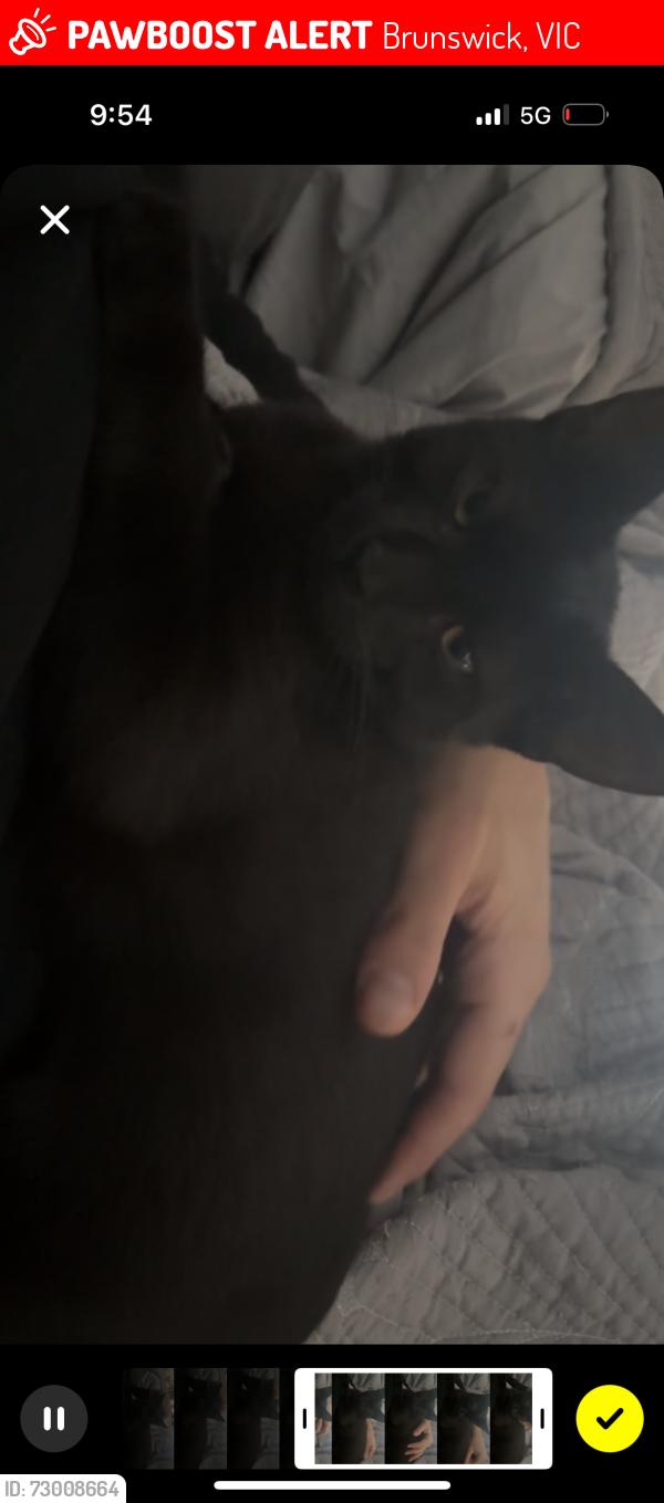 Lost Male Cat last seen Albion st, la rose st, Warne st, tinning st,, Brunswick, VIC 3056