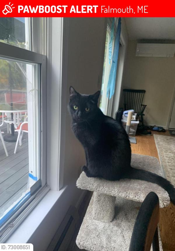 Lost Female Cat last seen Near Westbrook line,Brook road, Falmouth, ME 04105