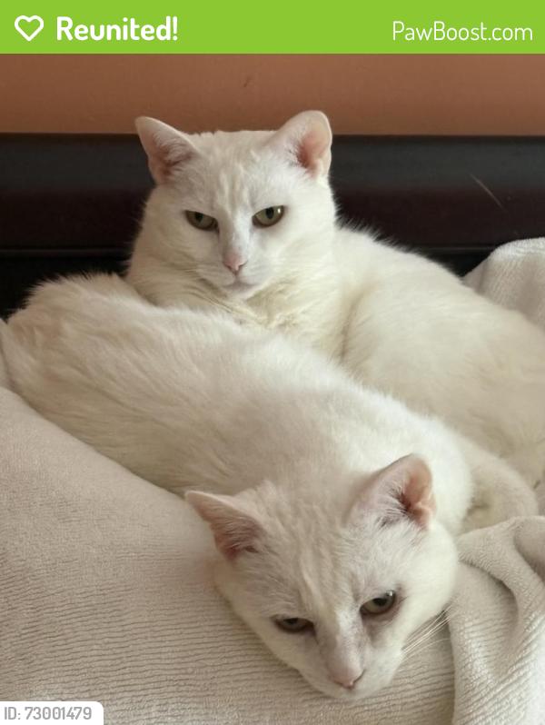Reunited Female Cat last seen Madison and Fifth St. Ann Arbor, Ann Arbor, MI 48103