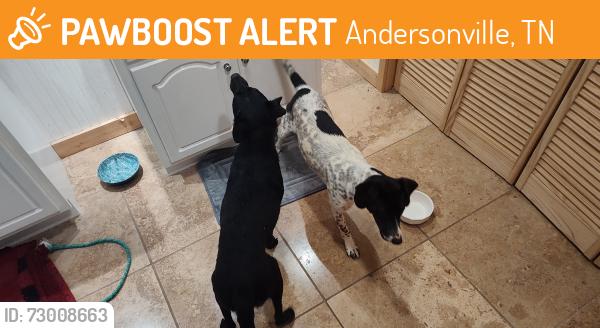 Found/Stray Unknown Dog last seen Fishermans cove and Park Lane, Andersonville, TN 37705