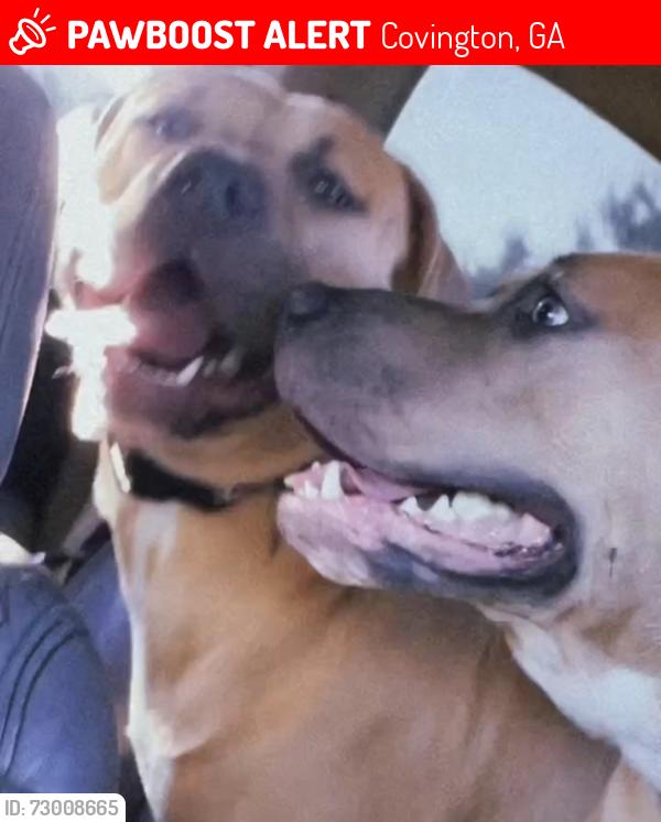 Lost Female Dog last seen Near highway 212, Covington, GA 30016