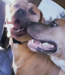 Lost Female Dog last seen Near highway 212, Covington, GA 30016