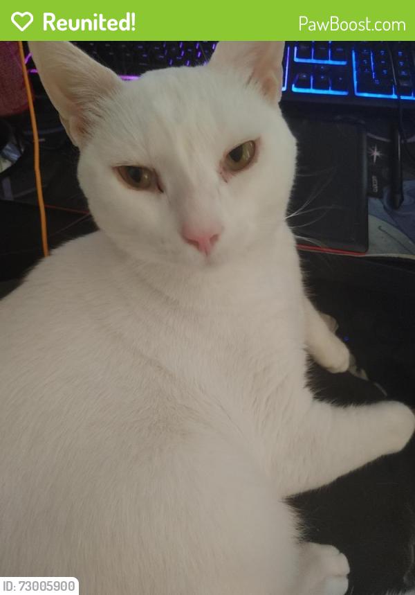 Reunited Male Cat last seen Arroyo Grande and Sunset, Henderson, NV 89014