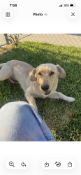 Reunited Female Dog last seen Magnolia Ave and Perris St, San Bernardino, CA 92411