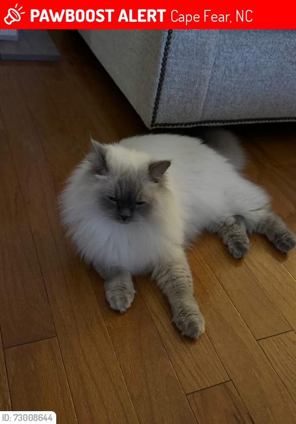 Lost Male Cat last seen Baywood golf course neighborhood, Cape Fear, NC 28312