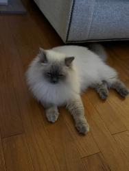 Lost Male Cat last seen Baywood golf course neighborhood, Cape Fear, NC 28312