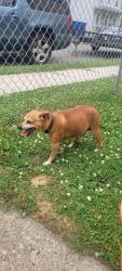 Reunited Male Dog last seen Heckman Street and Marshall Street, Phillipsburg, NJ 08865