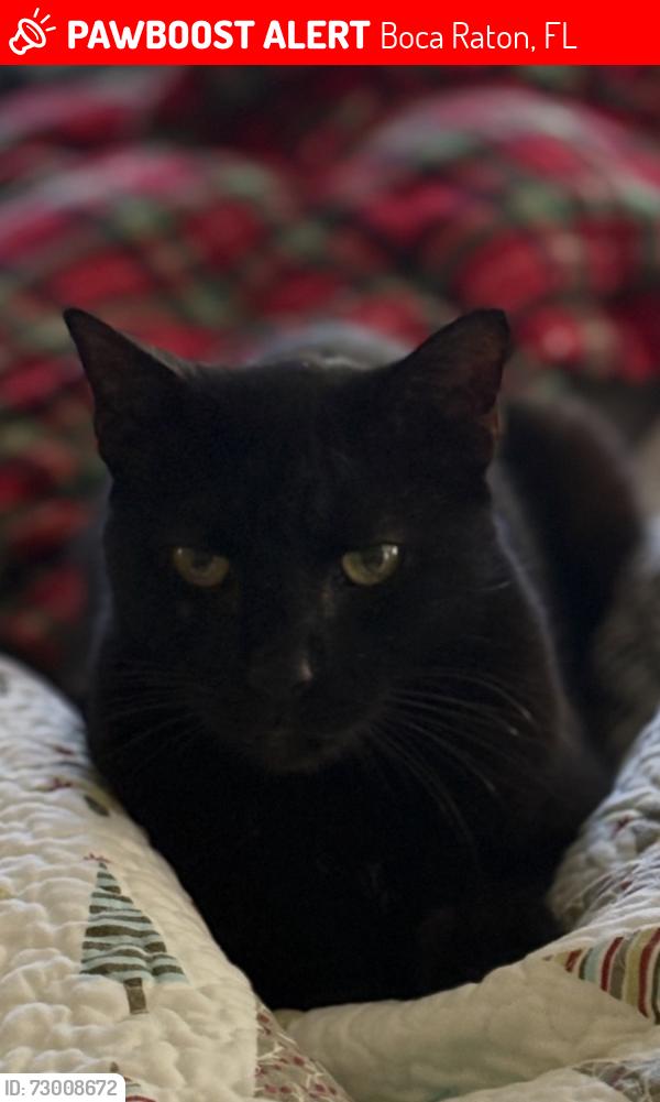 Lost Male Cat last seen St Andrews Blvd and Potomac Road, Boca Raton, FL 33431