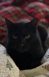 Lost Male Cat last seen St Andrews Blvd and Potomac Road, Boca Raton, FL 33431