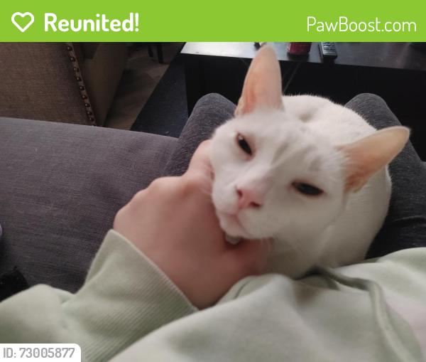 Reunited Male Cat last seen Arroyo Grande and Sunset, Henderson, NV 89014