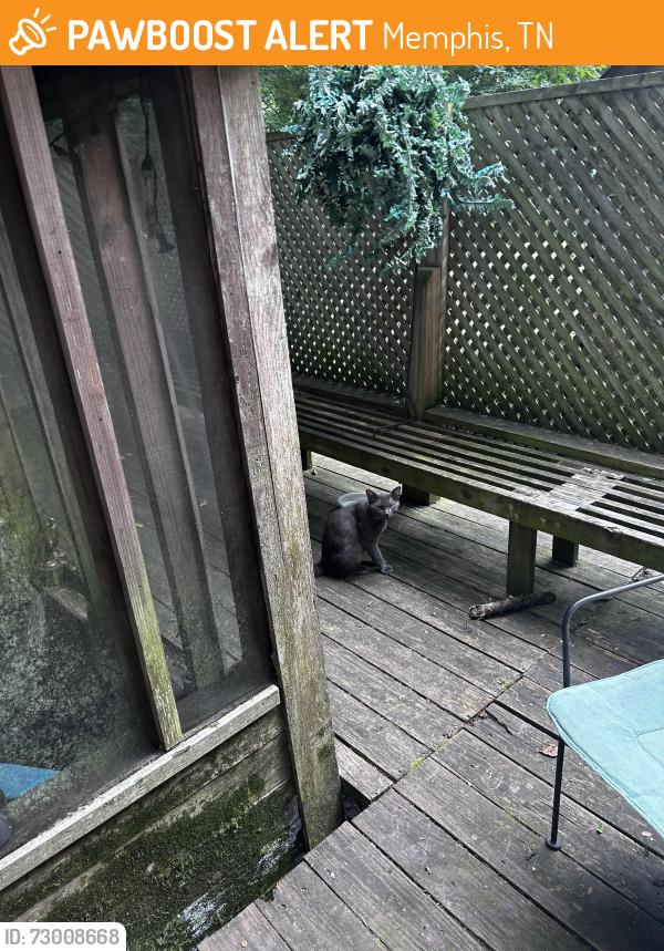 Found/Stray Male Cat last seen Walnut Bend, Memphis, TN 38018