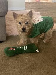 Lost Female Dog last seen Bullock Habersham apmt , East Point, GA 30344