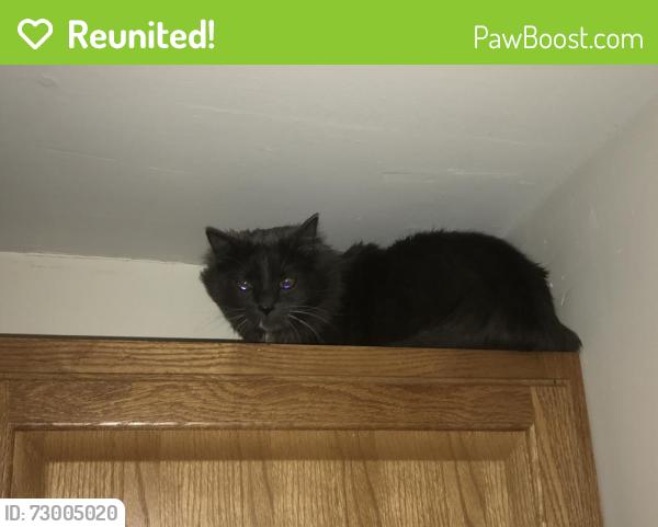 Reunited Male Cat last seen Treat Rd / Harvest Ln and Hebron Ave, Glastonbury, CT 06033