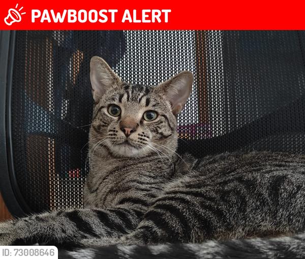 Lost Male Cat last seen Between McDonalds and Samantha Riley Drive reserve, North Kellyville, NSW 2155