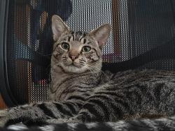 Lost Male Cat last seen Between McDonalds and Samantha Riley Drive reserve, North Kellyville, NSW 2155