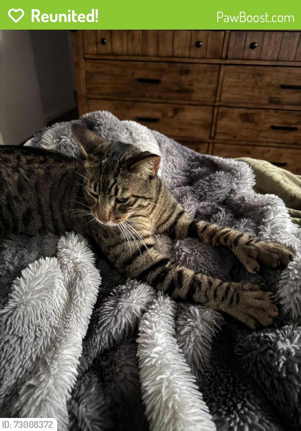 Reunited Male Cat last seen Imperial hwy and Cordova (near La mirada blvd), La Mirada, CA 90638
