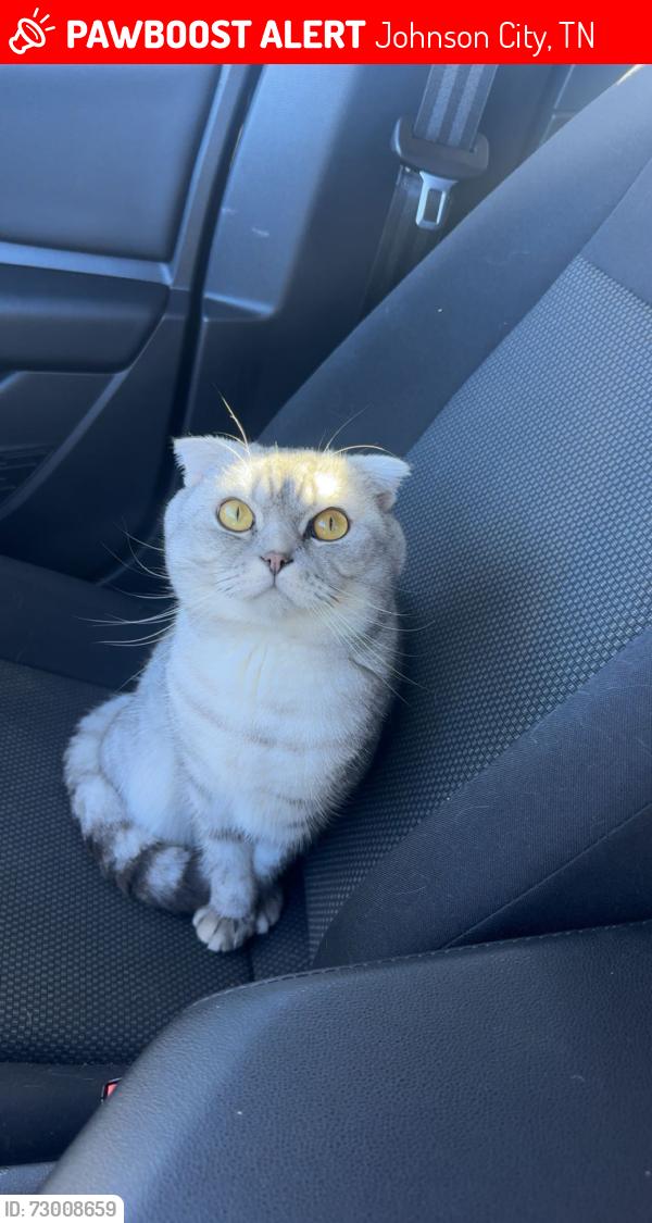 Lost Male Cat last seen He was last seen across the street from 3 sweetwood drive, Johnson City, TN 37615