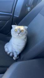 Lost Male Cat last seen He was last seen across the street from 3 sweetwood drive, Johnson City, TN 37615