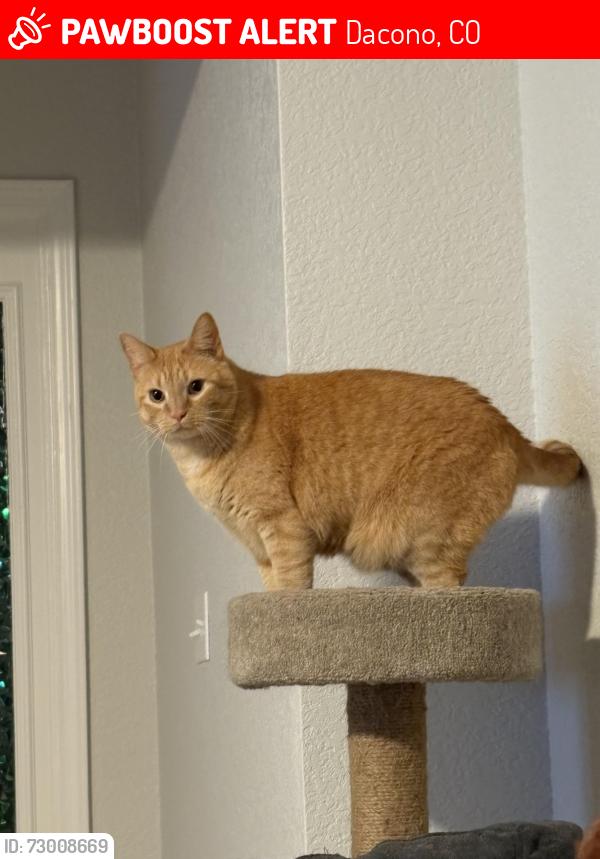 Lost Male Cat last seen Dacono City Hall , David H Osborne Park, Dacono, CO 80514