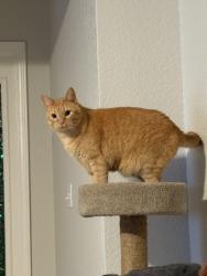 Lost Male Cat last seen Dacono City Hall , David H Osborne Park, Dacono, CO 80514