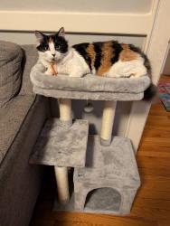 Reunited Female Cat last seen Morton St and Dedham St, Canton, MA 02021