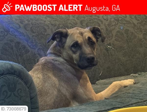 Lost Female Dog last seen Wrightsboro Rd, Augusta, GA 30904