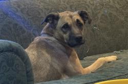 Lost Female Dog last seen Wrightsboro Rd, Augusta, GA 30904