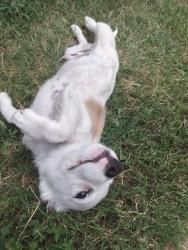 Found/Stray Male Dog last seen McCart and 20, Fort Worth, TX 76133