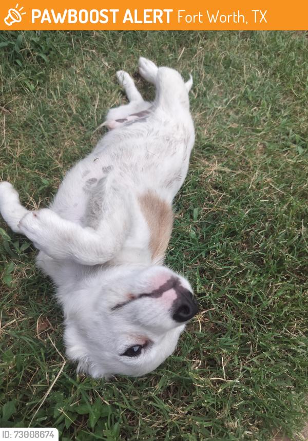 Found/Stray Male Dog last seen McCart and 20, Fort Worth, TX 76133
