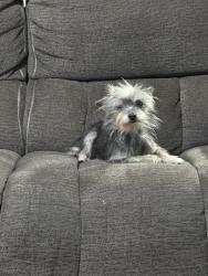 Lost Female Dog last seen Corvina dr, Laredo, TX 78043