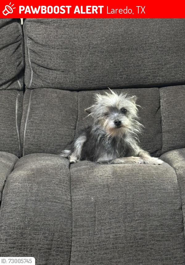 Lost Female Dog last seen Corvina dr, Laredo, TX 78043