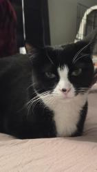 Lost Female Cat last seen Foothill blvs and Garey , Pomona, CA 91767