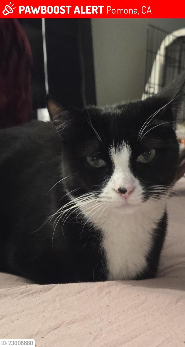 Lost Female Cat last seen Foothill blvs and Garey , Pomona, CA 91767