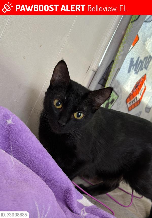 Lost Female Cat last seen Near SE 125th street lot 31 , Belleview, FL 34420