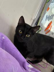 Lost Female Cat last seen Near SE 125th street lot 31 , Belleview, FL 34420
