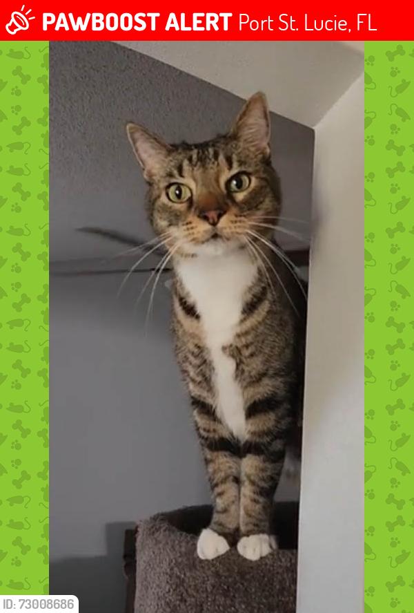 Lost Male Cat last seen Ronald and SW Sareta Ave, Port St Lucie, Port St. Lucie, FL 34953