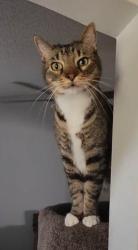 Lost Male Cat last seen Ronald and SW Sareta Ave, Port St Lucie, Port St. Lucie, FL 34953
