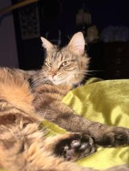 Reunited Female Cat last seen Scenic View, Irondale, AL 35210